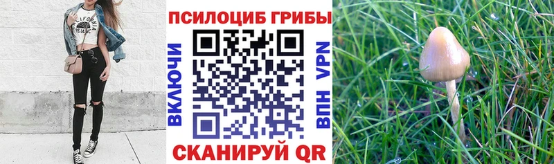 Псилоцибиновые грибы GOLDEN TEACHER Чебаркуль